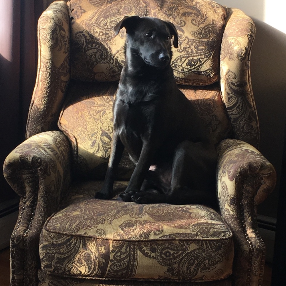 Meet your Posher, Desean